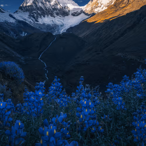 Wilderness to Blockchain #60 - In bloom