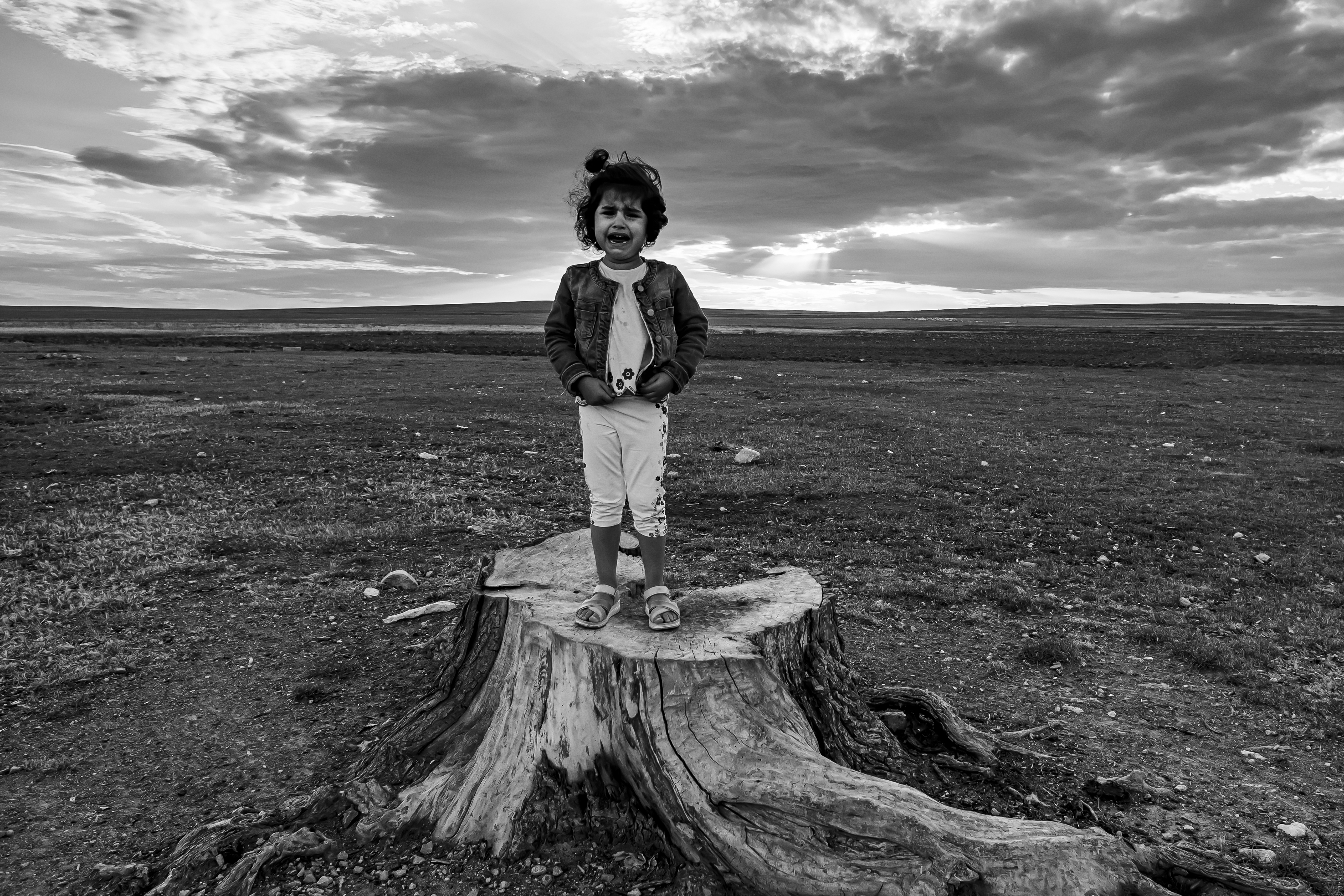 Lament the willow tree