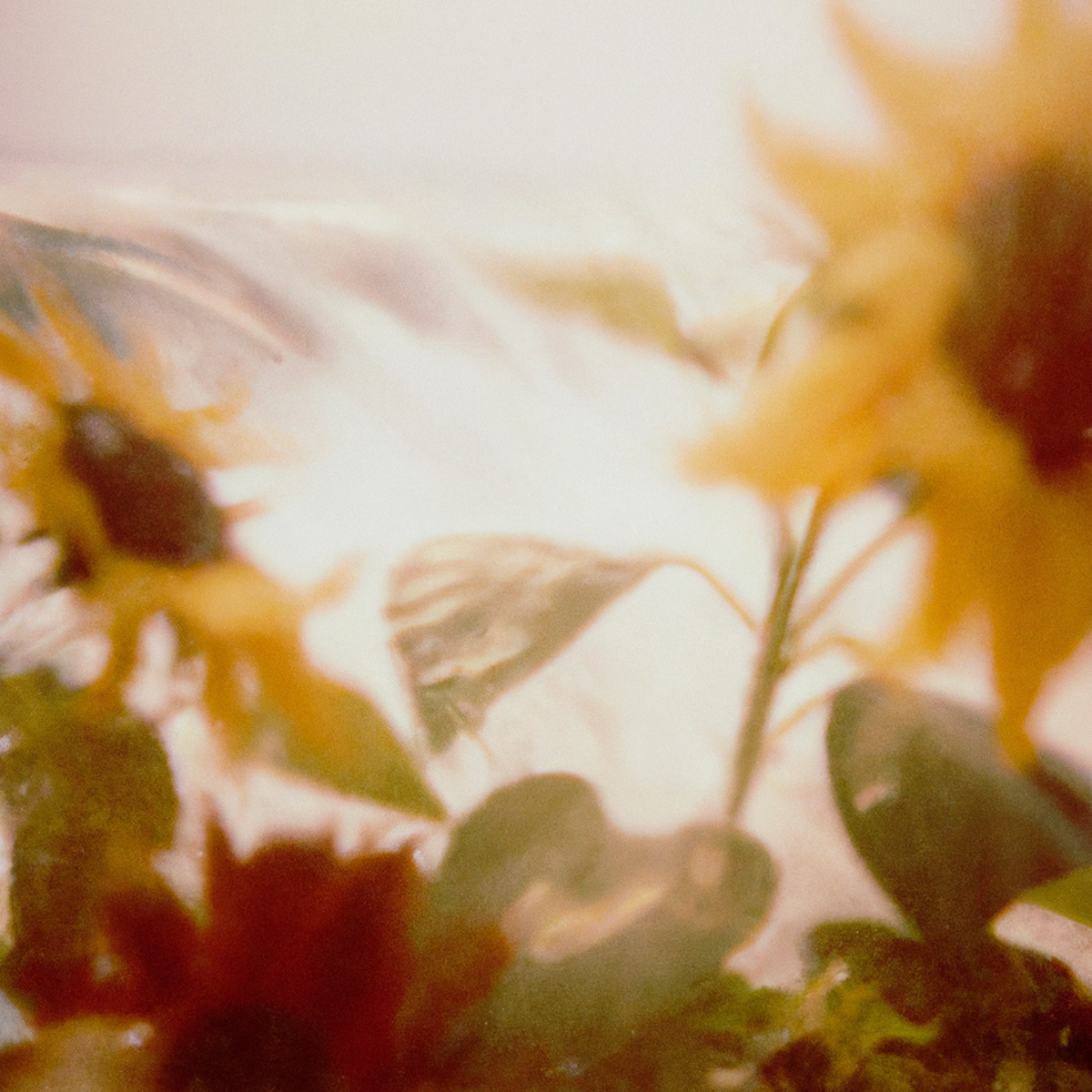 Tsunflower Chaos #167