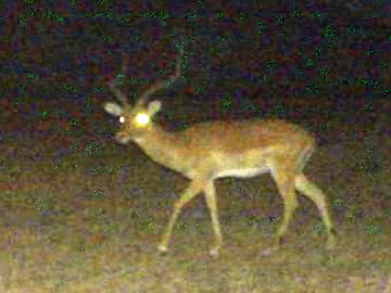 Patterns of Activation (gardens of the galaxy) #69