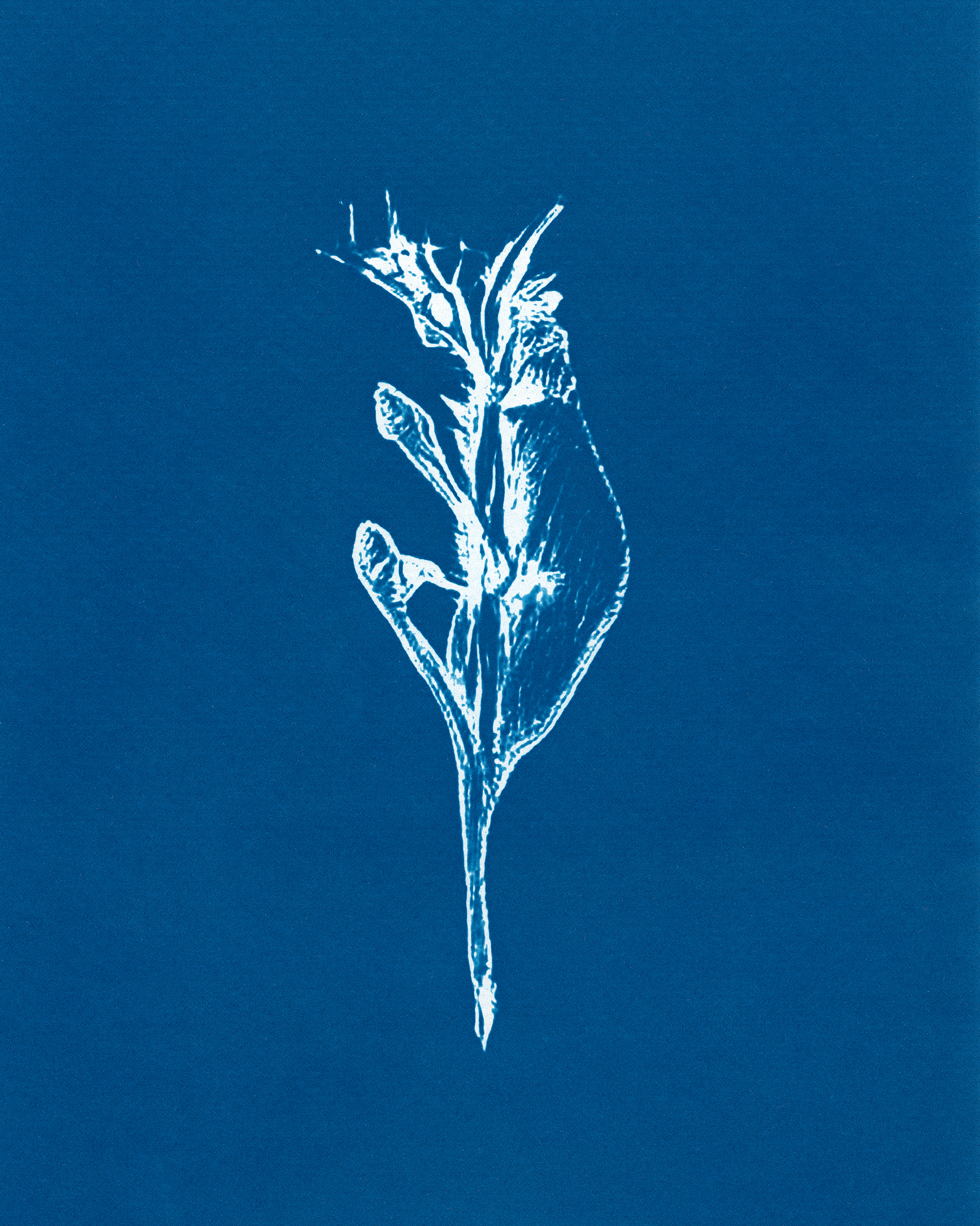 In Translation #23 by Claudia Pawlak 