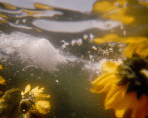 Tsunflower Chaos #205