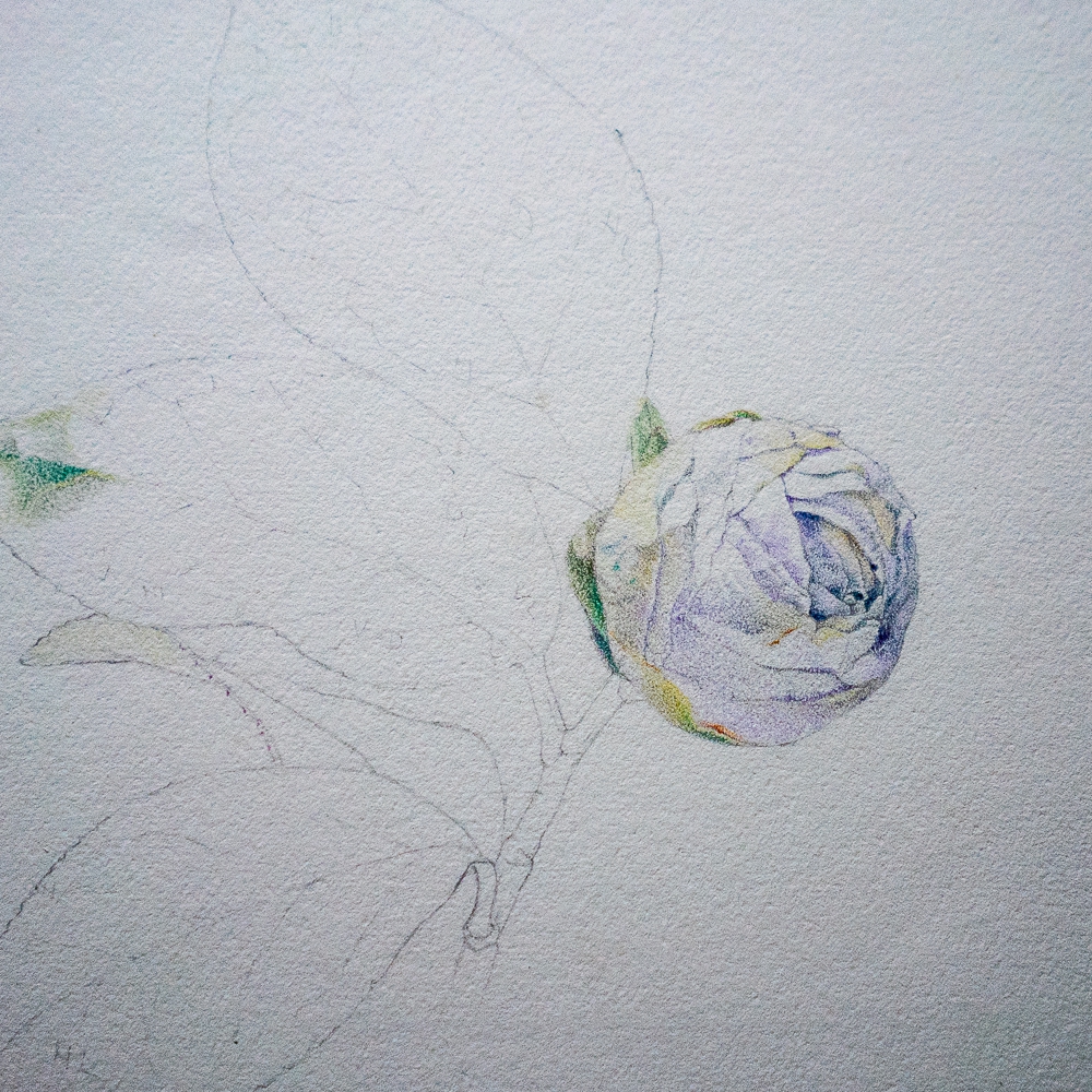 Camellia Study. No  2.