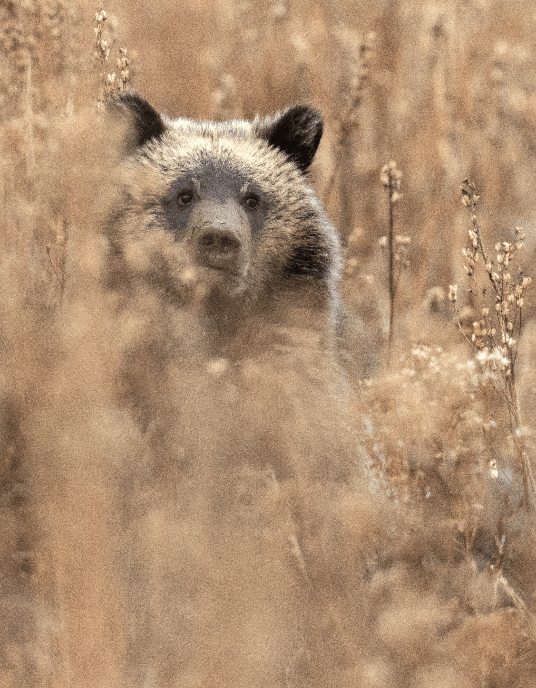 Balance #01 Grizzly Cub