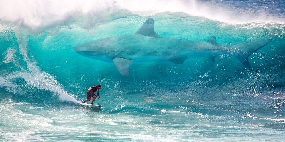 Surfing with Sharks