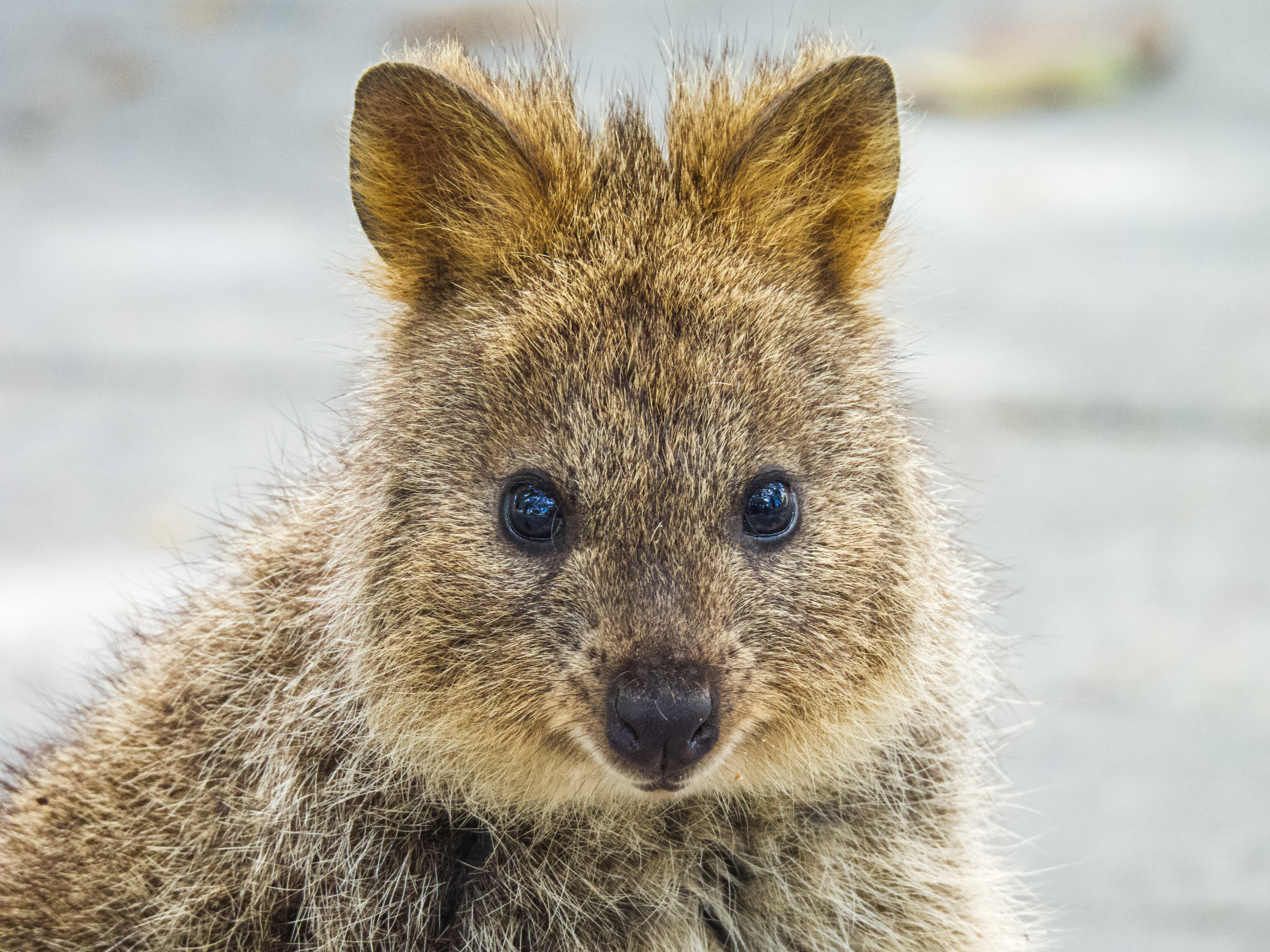 Kindly Quokka