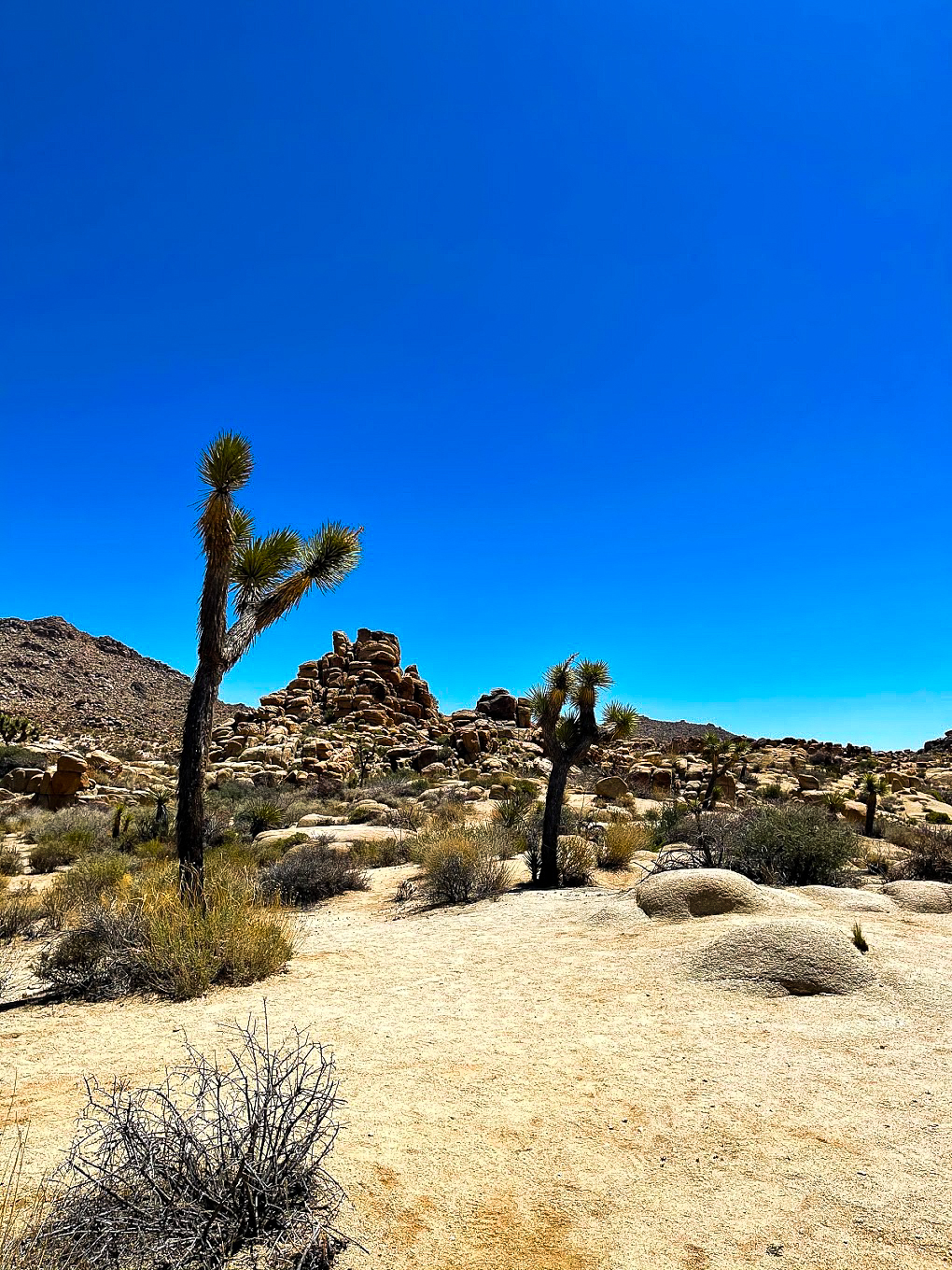 Joshua trees are succulents