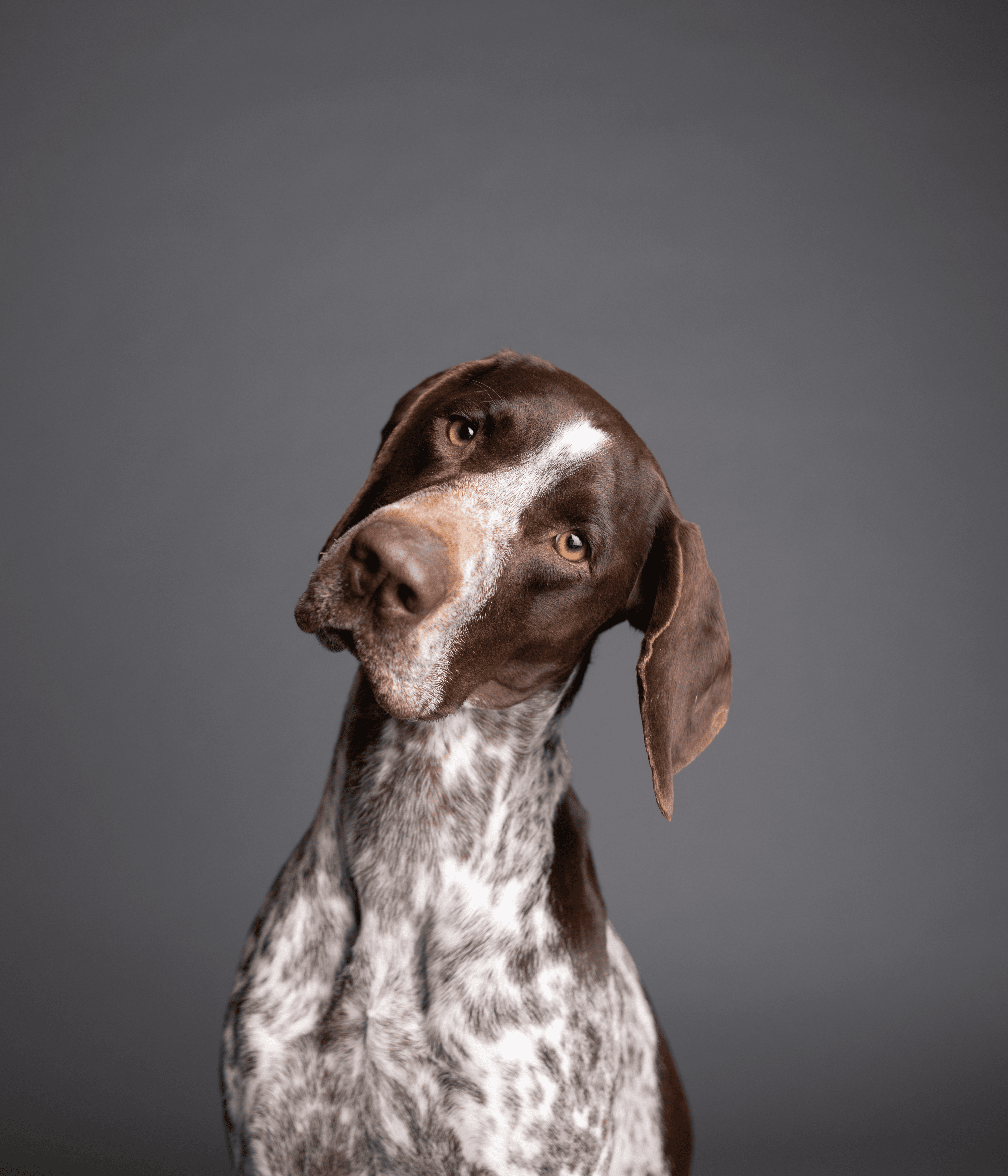 German Shorthaired Pointer #DA188