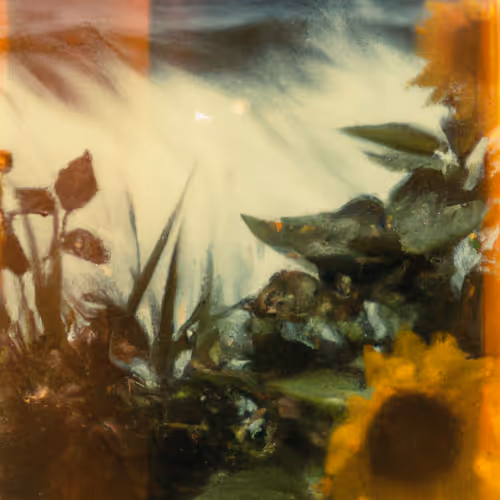 Tsunflower Chaos #203