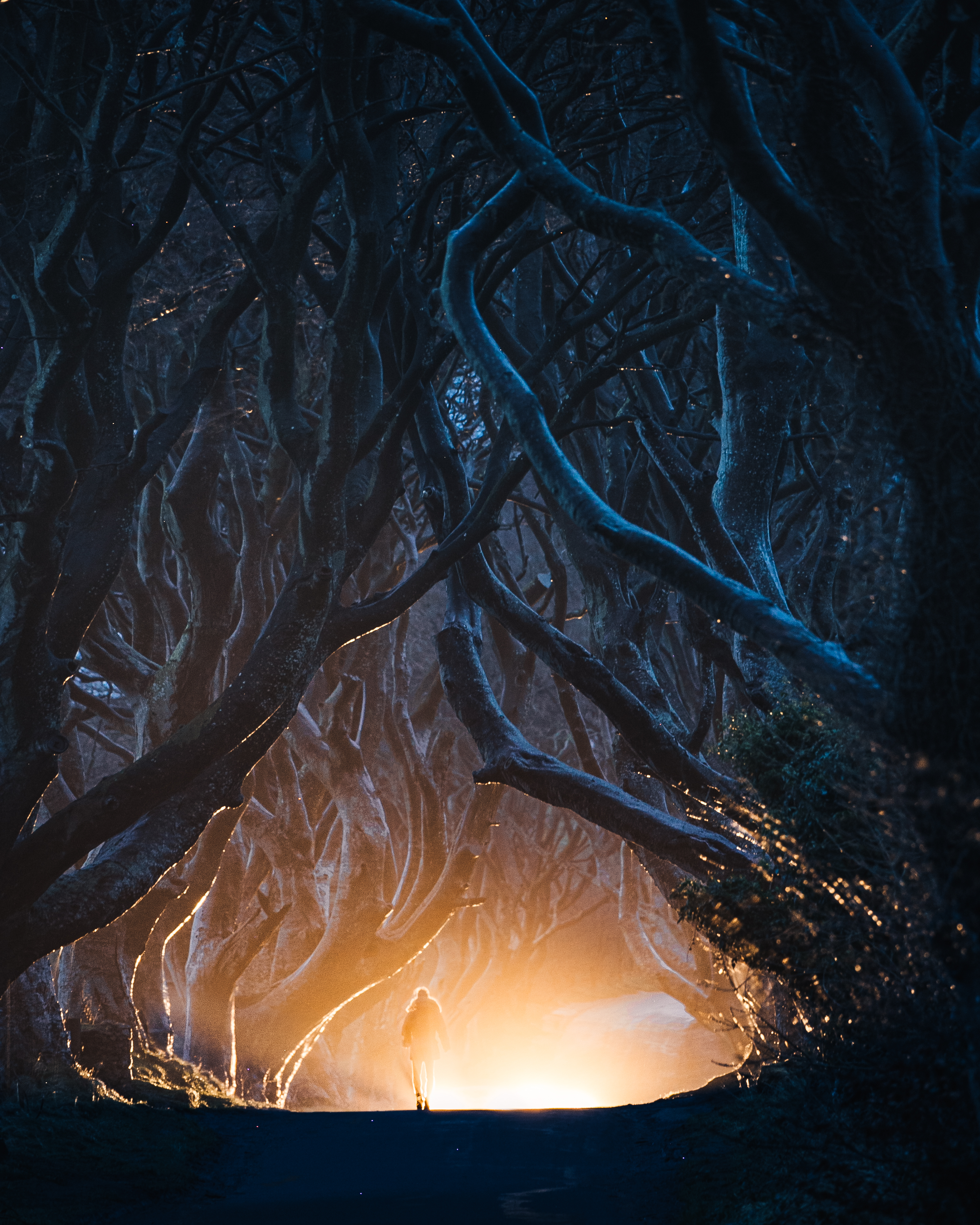 #25. Dark Hedges, Northern Ireland