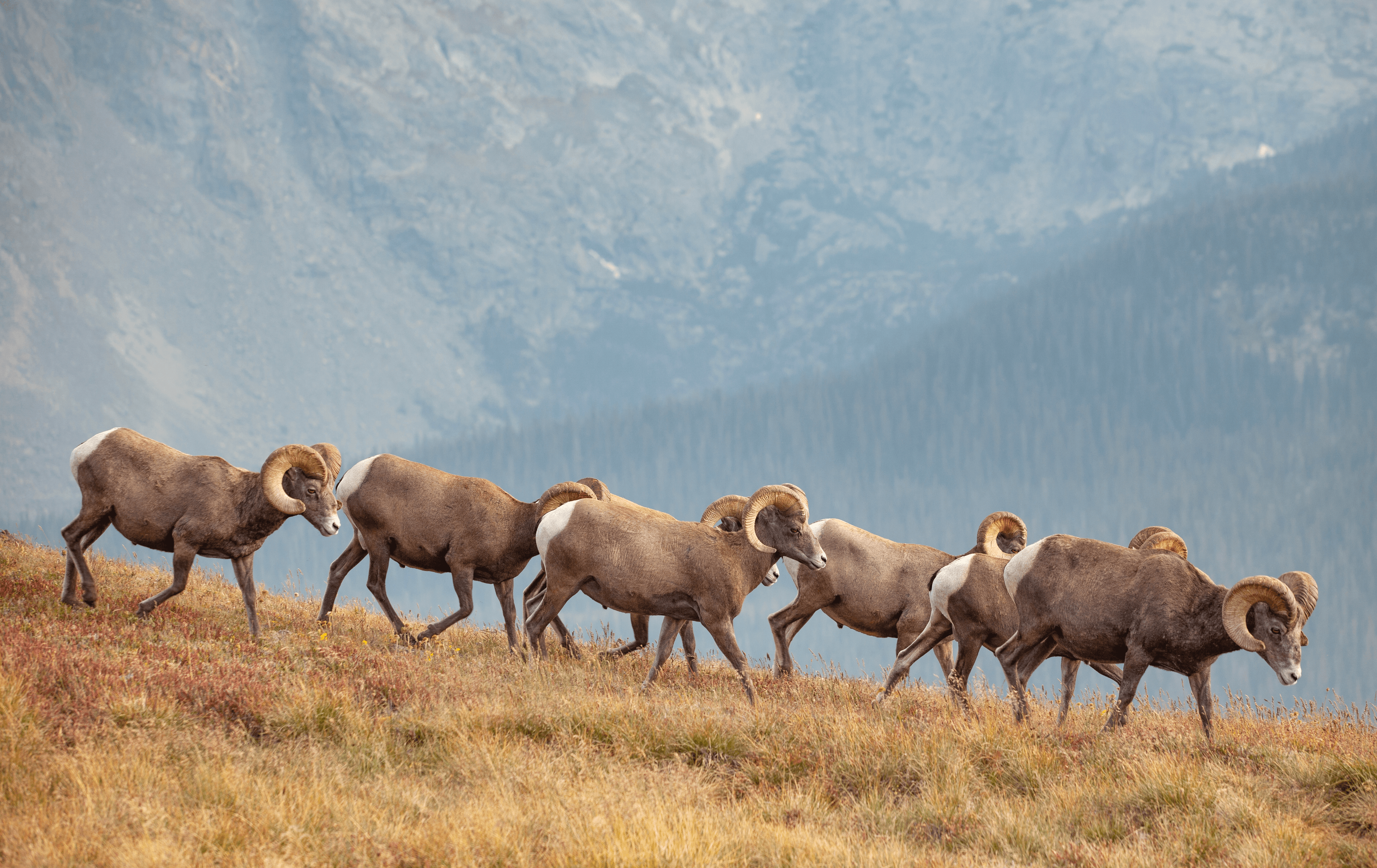 Balance #20 Big Horn Sheep 