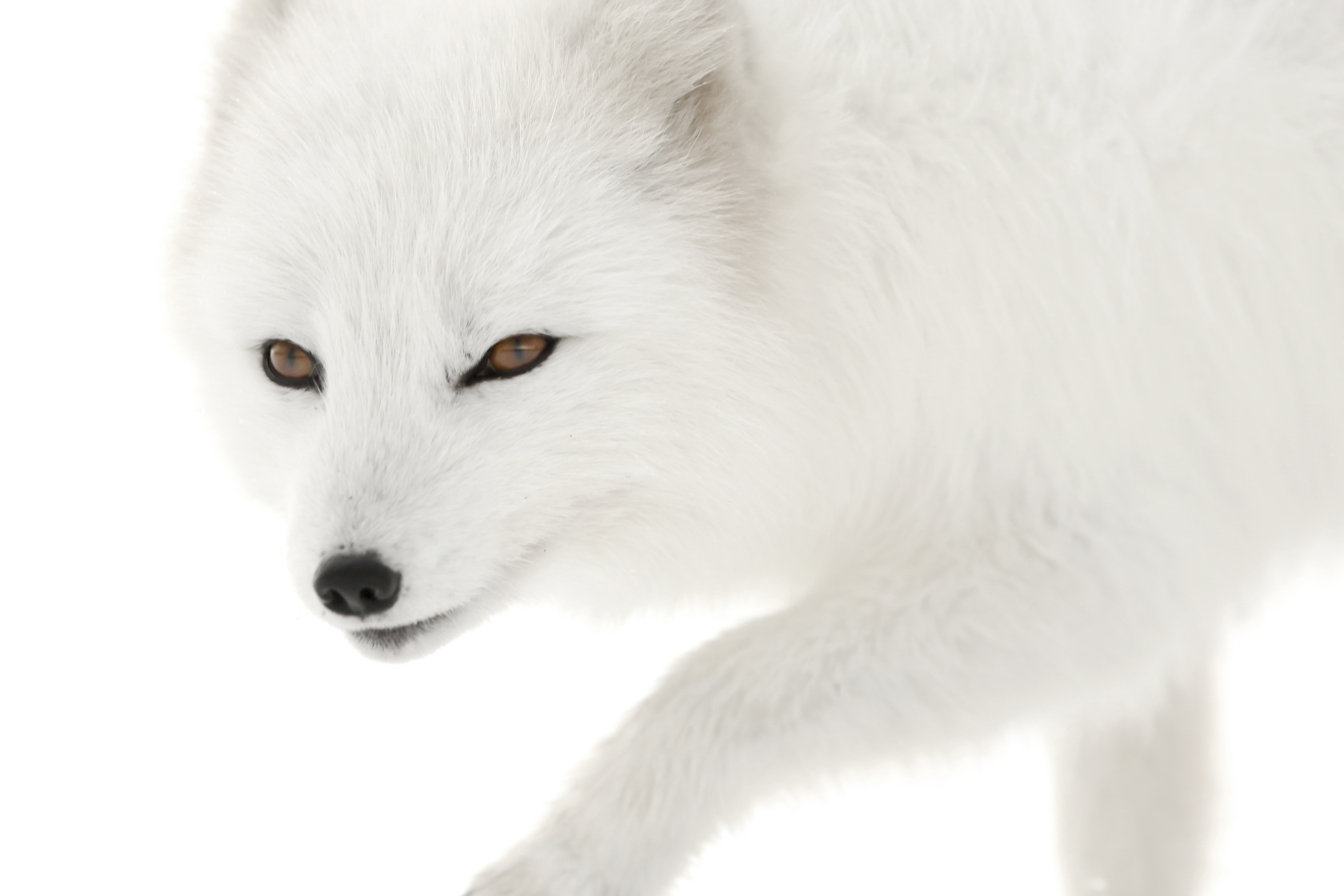 Melrakki Rare #1 - White on white