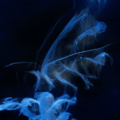 Emergent Finale 00434