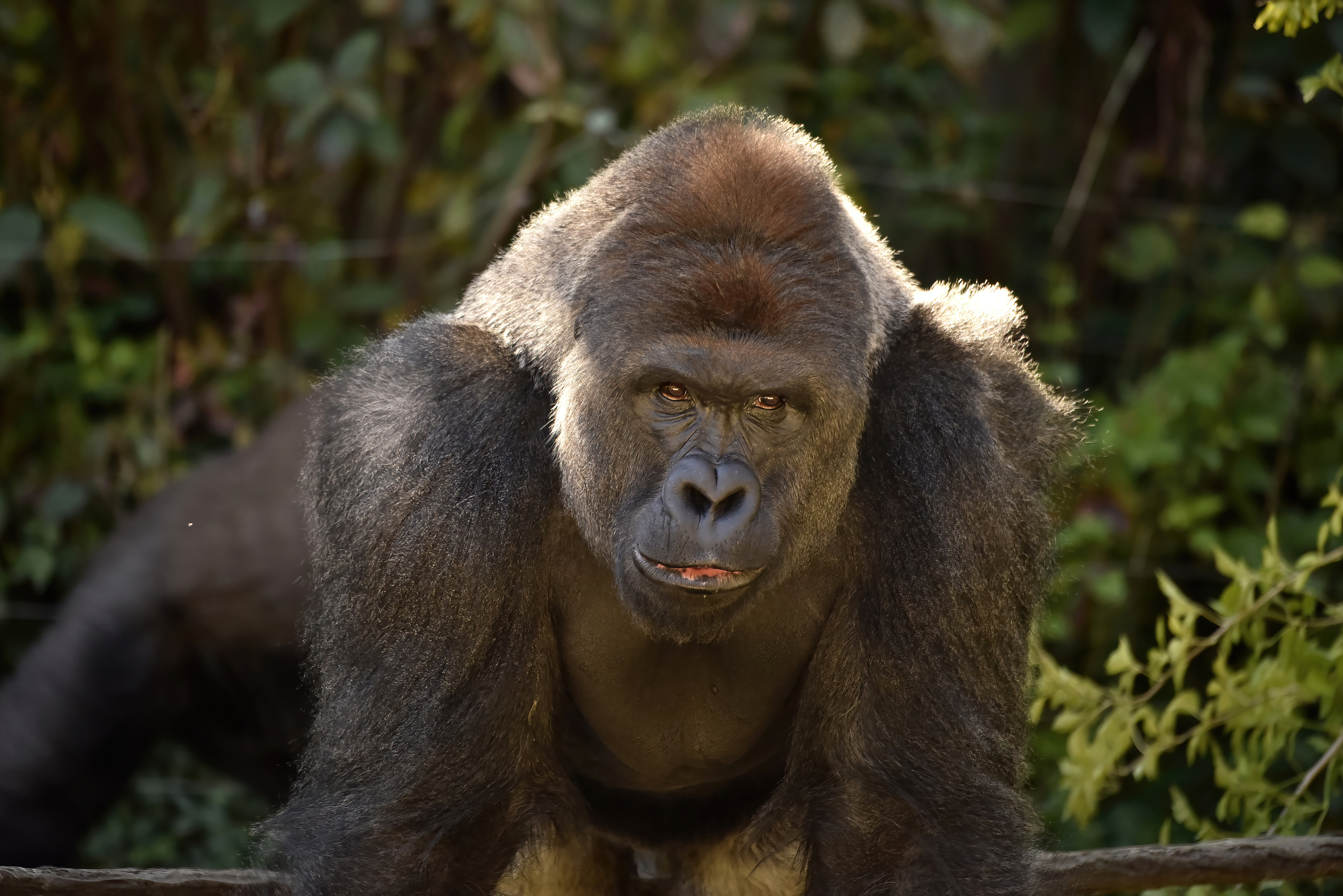 HARAMBE: LEGENDS #574
