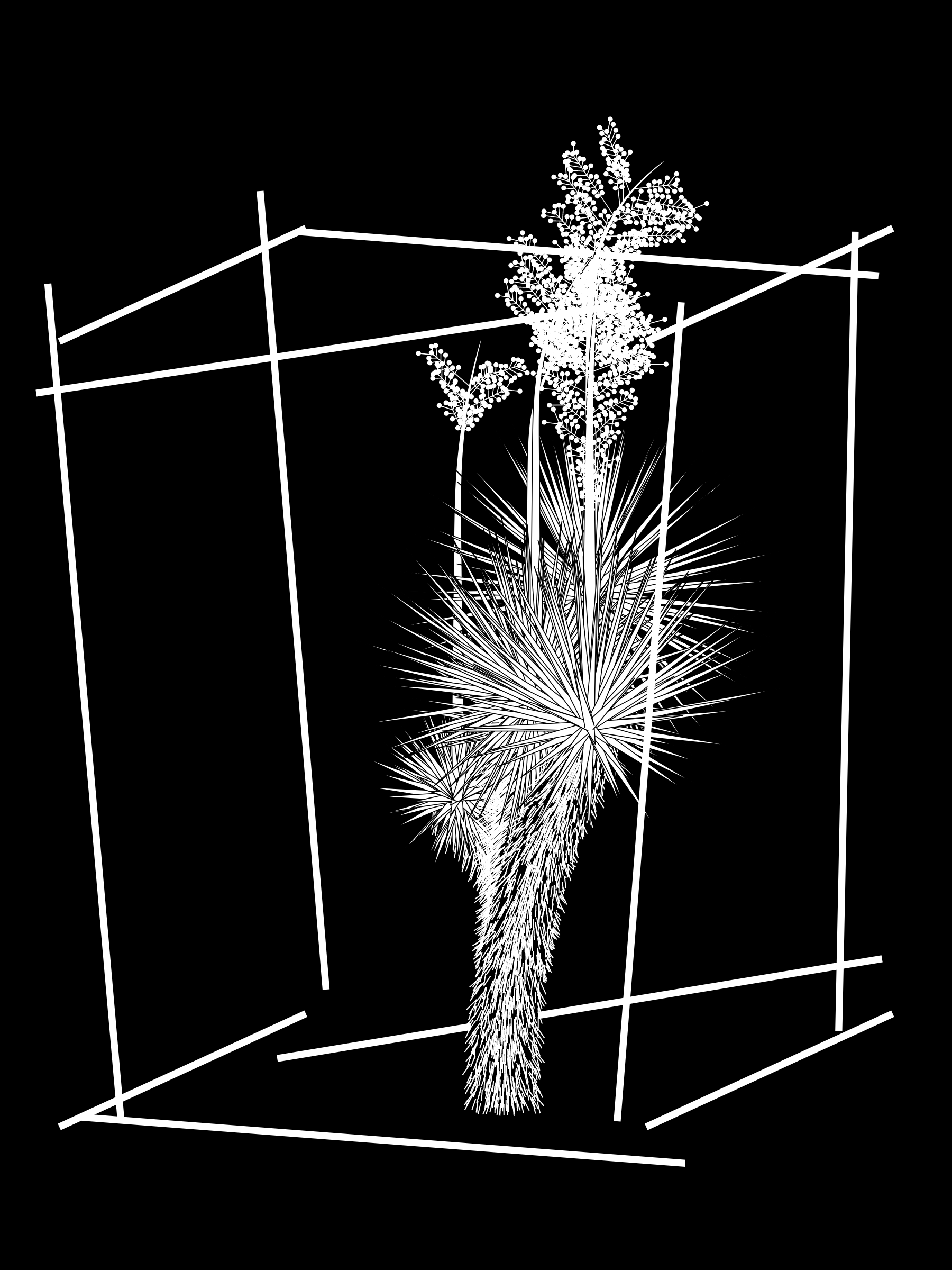 Marfa Yucca #227