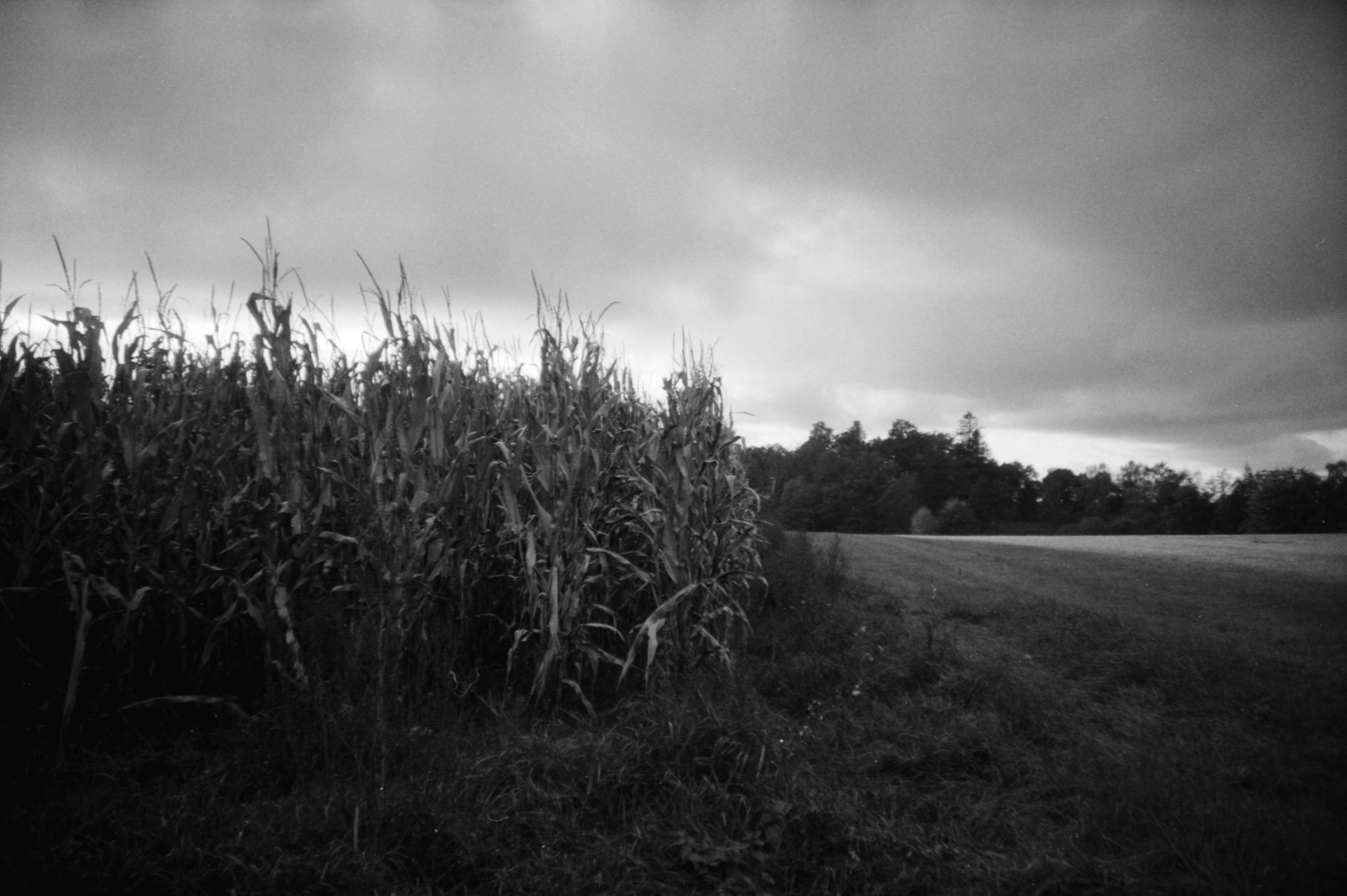 5. emergent.