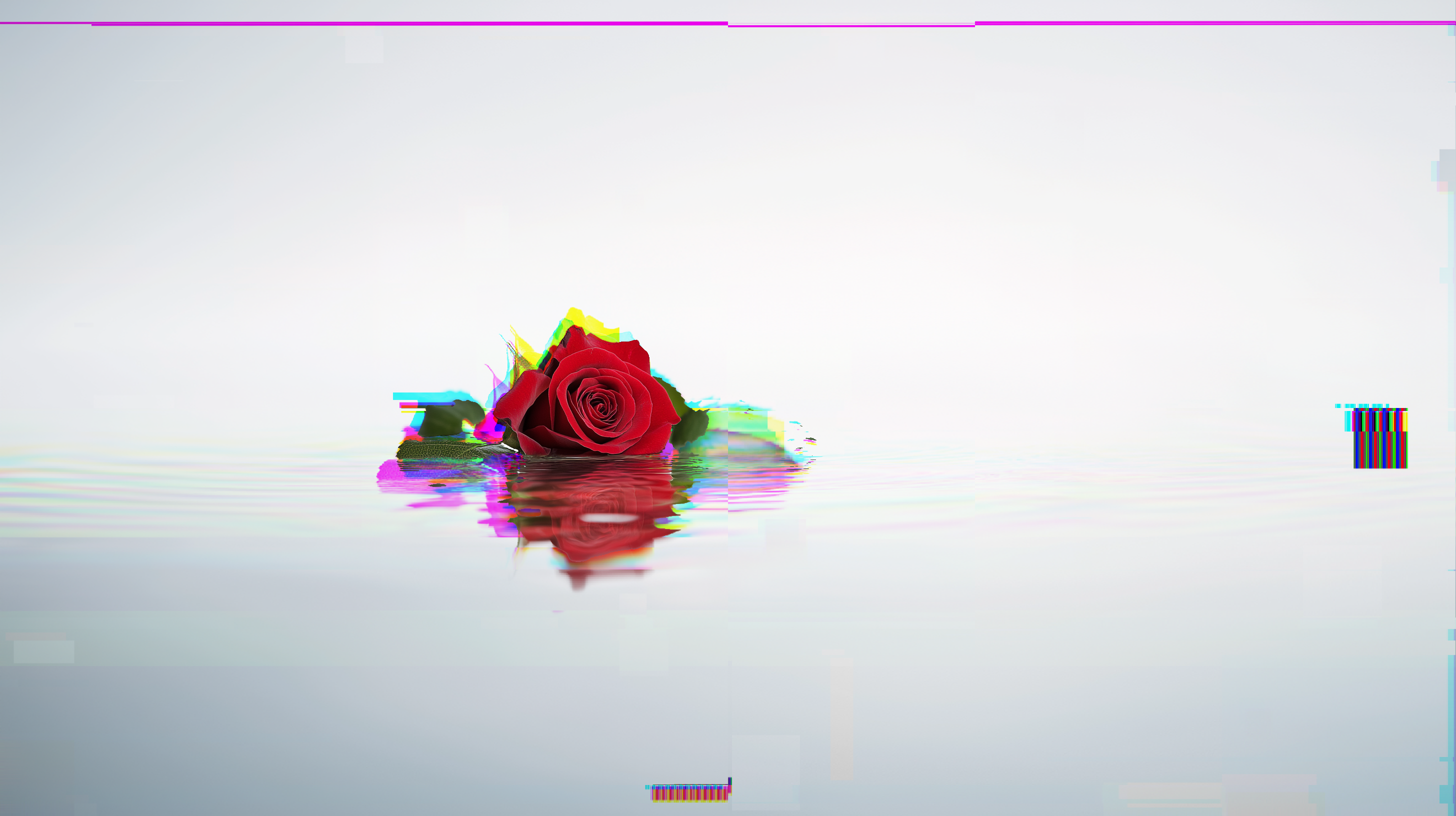 Reflecting Rose