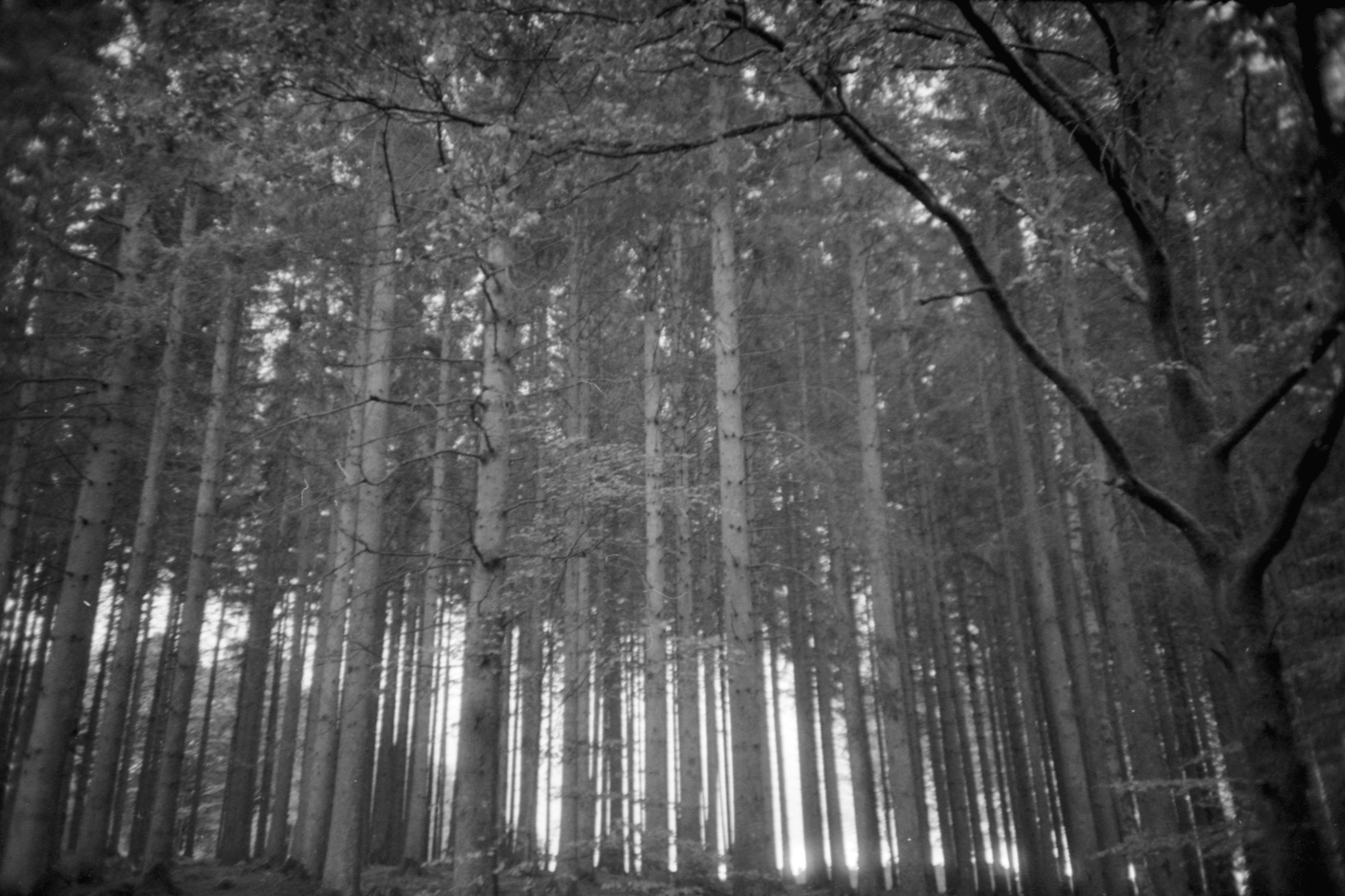 10. ghostwoods.